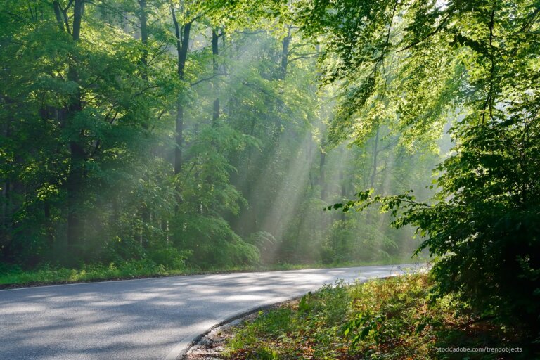 Straße im Wald