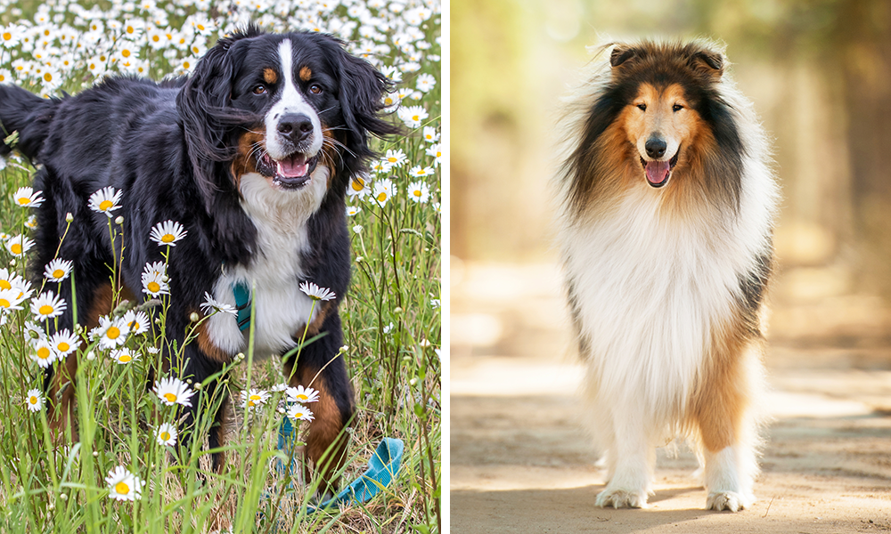 Berner Sennenhund und Collie