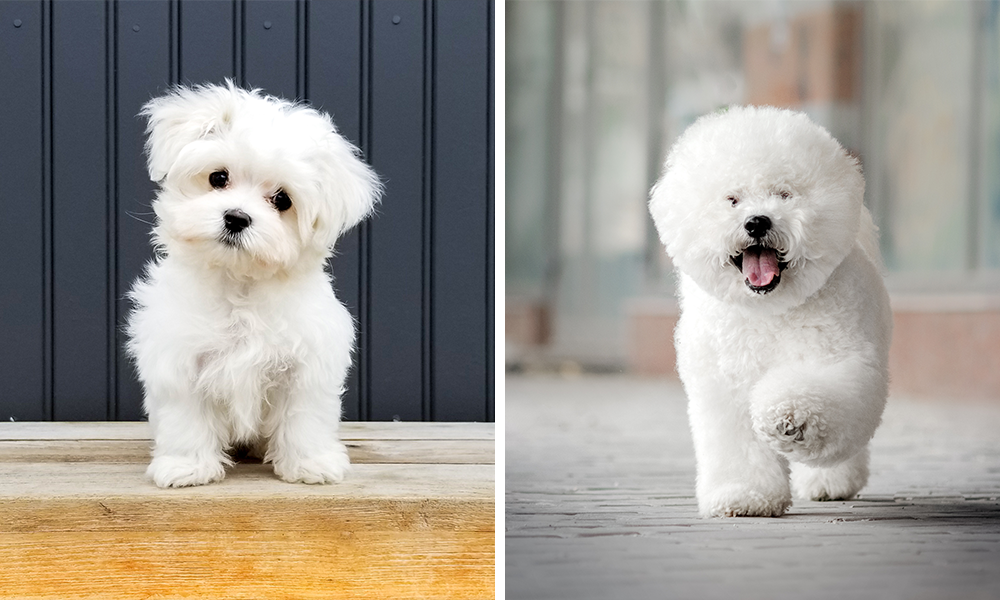 Malteser und Bichon Frizé