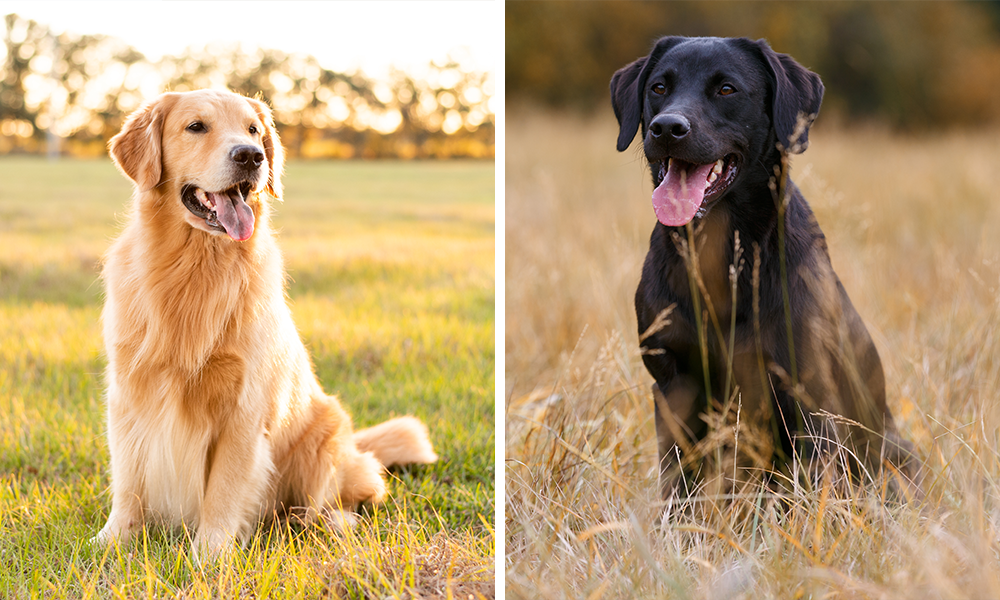 Golden Retriever und Labrador